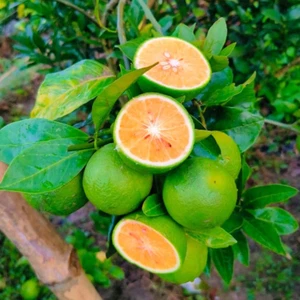 BeauFlora Hybrid Lemon ( Malta Lemon , Layering ) Exotic 1 Bare-Root Plant - Picture 1 of 2