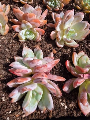 Imported dreaming snow succulent - Image 1 of 3