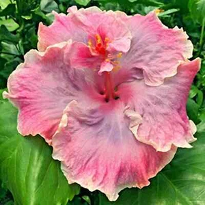๐บ๐บ MADAGASCAR hibiscus MOSCHEUTOS mallow Malvaceae STARTER Live PLANT US ship - Picture 1 of 6