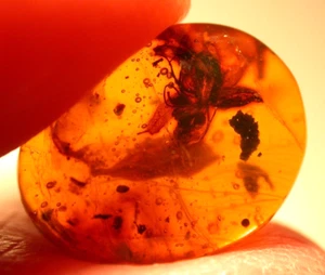 Beautiful Blooming Peltogyne Flower in Dominican Amber Fossil Gemstone - Picture 1 of 9