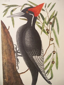 1972 Natural History Carolina Florida Bahama Woodpecker Print by Mark Catesby - Picture 1 of 12