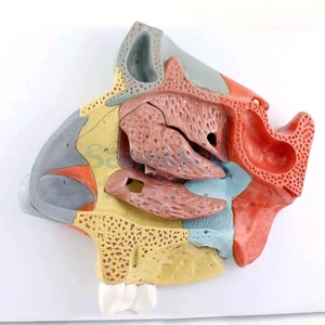 PVC Magnification Human Nasal Cavity 2 Parts Model Medical School - Picture 1 of 5