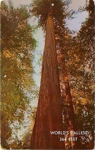 Tarjeta postal de California CA de 364 pies más alta del mundo árbol de fundadores pm 1961 - Imagen 1 de 2