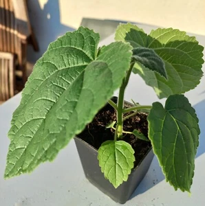 Paulownia Tomentosa, Blauglockenbaum, Kiribaum, schnellwüchsig, riesige Blätter - Bild 1 von 7