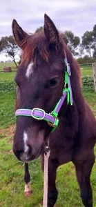 Horse Halter/Head Collar PVC Fully Adjustable MinI Pony Cob Full 2 Coloured - Picture 1 of 4
