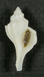 TROPHON XESTRA 30,21 mm SUPER ELECCIÓN ESPÉCIMEN RARO de Hokkaido, Japón - Imagen 1 de 2