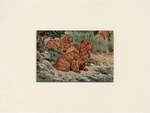 SUSSEX SPANIEL OLD 1958 DOG ART PRINT MOUNTED Artist WALTER A WEBER - Picture 1 of 1