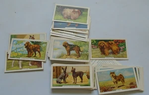 Gallaher Dogs complete series of 48 of 48 1936 - Picture 1 of 3