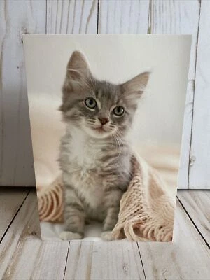Grey White Green Eyed Kitten In Blanket Card Blank Inside New Cute Keep In Touch - Image 1 of 4