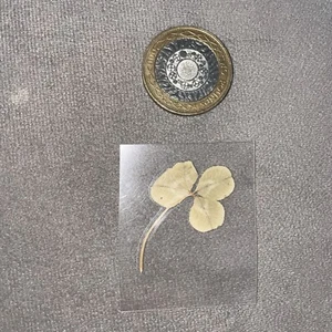 Real Genuine Rare 4 Four Leaf Clover Laminated Lucky Charm Bookmark Shamrock 29 - Picture 1 of 2