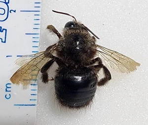 Apidae Bee species Baja California Sur Mexico 39W Xylocopa Bee Bombus w/GPS - Picture 1 of 9