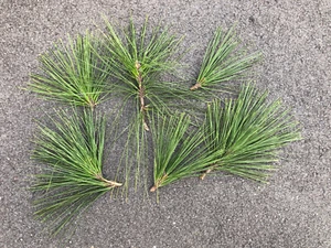 Fresh Pine Needles Bundle - Picture 1 of 1