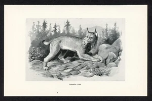 Lince de Canadá, ilustración animal de juego americano, impresión de caza de 1898 - Imagen 1 de 3