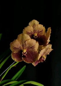 Vanda ( Taveesuksa x Nopporn Yellow Spot) "Chocolate Ambers" - Picture 1 of 3