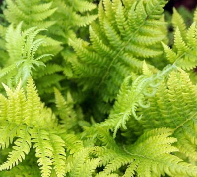 5 aglomerados de samambaia perfumados de feno de 10-15 rizomas - Dennstaedtia punctilobula - Imagem 1 de 4