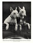 1930s Antique BULL TERRIER Dog Print Vintage Judington Bull Terriers 3933g