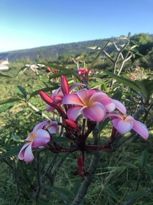 Plumeria Frangipani rosa cultivada hawaiana 10 pulgadas corte de una sola cabeza enraizada x1 Foto 1 de 3