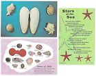 Sea Shells & Starfish 1957 by Dexter Press, Carman & Case, Fort Myers Photo 