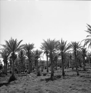 KERBELA c.1960 - Palmeraie - Négatif 6 x 6 - IRAK 77 - Picture 1 of 1
