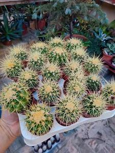 Cactus echinocactus grusonii seat mother-in-law gold button plants 5 cms #81 - Picture 1 of 3