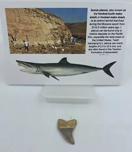 Hook-toothed "Mako" C. hastalis Sharktooth Hill 1-1.5 inch MA110 - Picture 1 of 3