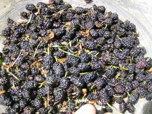 50 SEMI DI GELSO NERO - Morus nigra  - Foto 1 di 8