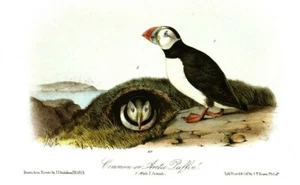 Audubon PUFFINS (Lot of 2 ) Large Billed and Arctic 10x8 - Picture 1 of 2