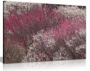 Plum Trees Canvas Wall Art Picture Print - Picture 1 of 1