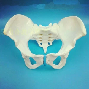 Life Size Female Pelvic Skeleton Model Anatomical Anatomy Medical Study Human - Picture 1 of 5