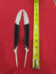 Z37 Pr White Thighed Hornbill Wing Feather - Picture 1 of 1