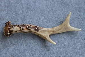 CUERNO, CABAÑA, CUCHILLO, TALLA, ARTE, JOYERÍA NATURALLY SHED WILD CORCE (CUERNO, CABAÑA, CUCHILLO) - Imagen 1 de 12