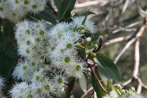 Dainty Bloodwood (Corymbia deserticola) 10 seeds - Picture 1 of 3