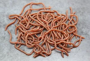 Soft Plastic Earthworm x50, Scented Soft Lure, Blood Worm, Bream, Bass - Picture 1 of 4