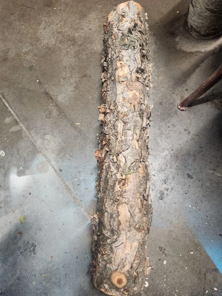 troncos de madera de abedul Foto 1 de 3