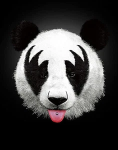 ART PRINT Panda Rocks Kiss of a Panda Robert Farkas 11x14 - Picture 1 of 1