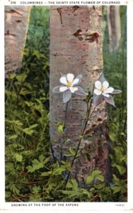 Postal Vintage Colorado Árbol de Álamo la Columbina Estado Doiente Flor cultivo - Imagen 1 de 2