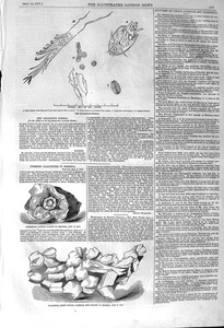 Vecchia stampa antica 1857 grandine Messina Tingewick fossili Belooch Levies XIX - Foto 1 di 2