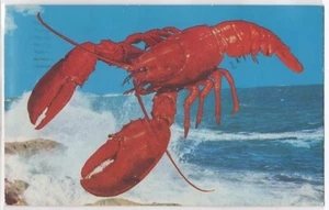 Atlantic Coast Red Lobster Sea Coast Sea Food Boston Massachusetts MA Postcard - Picture 1 of 2
