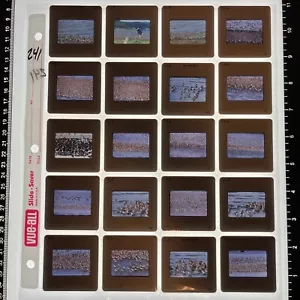 VTG 35mm Lot of 20 Color Slides 1980s WA Pacific NW Flocks Birds Coastal Beach - Picture 1 of 2