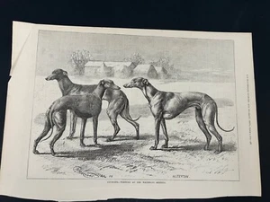 Coursing Winners At The Waterloo Meeting Antique Illustration Print Collectible - Picture 1 of 11