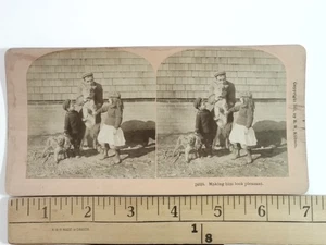 B.W. Kilburn Stereoview 14319 Kinder mit Hunden lassen ihn angenehm aussehen 1901 - Bild 1 von 2