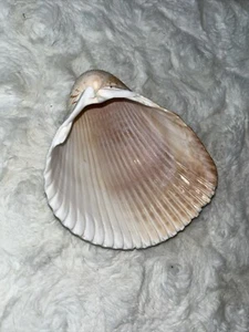 Ocean Seashell Lovely! Use As Soap Holder Or Trinket Dish; Many Creative Uses. - Picture 1 of 13
