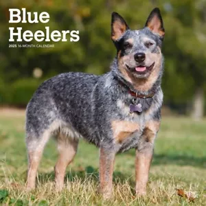 Calendario da parete 12" Blue Healers 2025 - Foto 1 di 2