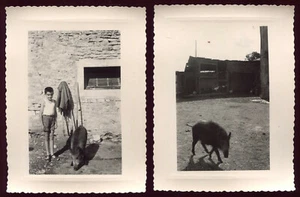 2 photos . vintage . Sanglier apprivoisé " Pierrette " 8 mois . 1959 - Bild 1 von 2