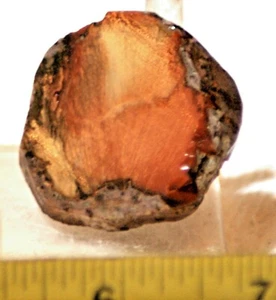 Bruneau Jaspis Lapidar Cabochon Fersenplatte 1,2 oz (35 Gramm) - Bild 1 von 4