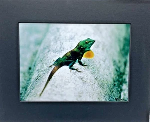 Foto 5 x 7 und gerahmtes Foto von Patricia S Adam’s Resident Lizard Bermuda - Bild 1 von 4