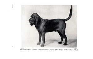 Antiker Bloodhound Druck 1931 Champion Leo of Reynalton Bloodhound 6474k - Bild 1 von 1