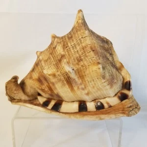 Queens Helmet Sea Shell Conch Beach Large Beautiful 6 Inch  - Picture 1 of 10