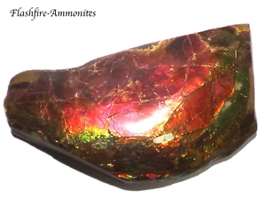 ¡1850 quilates! I Coleccionista Ammolite /Escapa Dragón Rojo Verde-Dorado-Naranja + VIDEO - Imagen 1 de 5