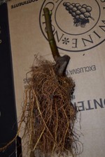 FICUS CARICA - BACORINHO 1 ROOTED fig PLANT (1) Tree